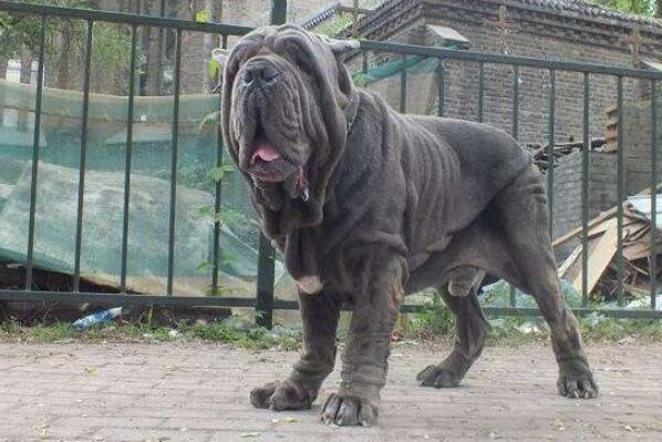世界十大最危險(xiǎn)猛犬，世界猛犬有哪些？